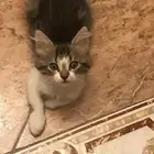 5 قطط للتبني