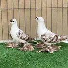 سووالوو و ساسكون