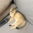 قطه سكوتش للبيع