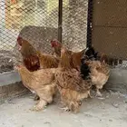 دجاج براهما