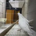 للبيع جوز حمام صنعاوي ابوشيبه صغير حجم