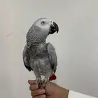 طير كاسكو اليف جدا ( تم البيع )