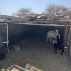 رخال نجد ولد