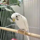 طيور بادجي
