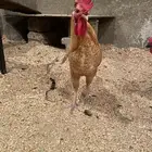 ديك بلدي