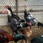 دجاج بكستاني