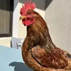 ديك لوهمان براون بيور