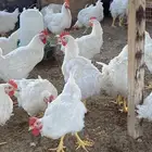 ديوك لاحم للبيع