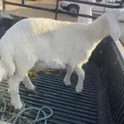 خروف شحم للبيع