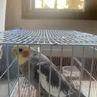 عصفور كروان للبيع