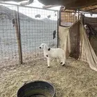 للبيع طلي ذبيحه