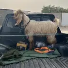 تيس ثني