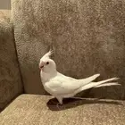 فرخ كوكتيل كروان البينو هولندي