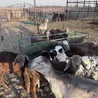 خرفان سواكن للبيع