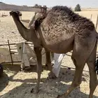 قعود 7شهور