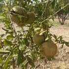 اشجار رمان للبيع