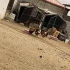 دجاج بلدي