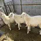 طليان حريه فوق سته شهور. تم البيع