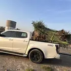 نخل مثمر للبيع مع التوصيل والزراعه
