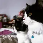 قطط كيتن للبيع