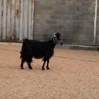 عنز للبيع