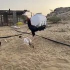 ديك ودجاجتين