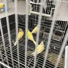 اعرضلكم كناري جوزين شرط نضافه وصحه