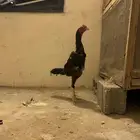 ديك شامو ياباني