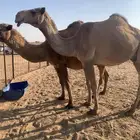 سلام عليكم ورحمة الله وبركاته