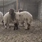 اللبيع
