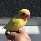 روز