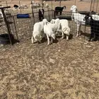 رخال للبيع