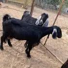 عنزين مضاريع - ولادة قريب -