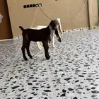 تيس وجفره دوغير