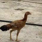 دجاجة شاومو