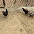 ديك ودجاجتين جبنيز