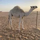 للبيع قعود و بكره