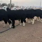 رخال نجد للبيع