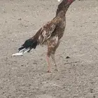 ديك سندي (تم البيع)