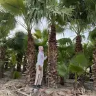 نخيل واشنطني مروحي