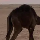 للبيع قعود مجهم جنوب الدلم