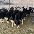 بهم نجد