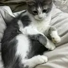 قطه