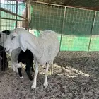 حريه