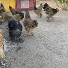 براهما بف الماني فواخر نوادر