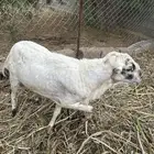 كبش بلدي سنه واضح في الصوره