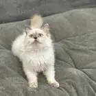 قطه هملايا