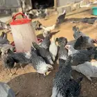 صوص العمر فوق شهرين تم البيع