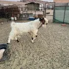 تيس فحل مشروك