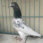 حمام باكستاني تم البيع